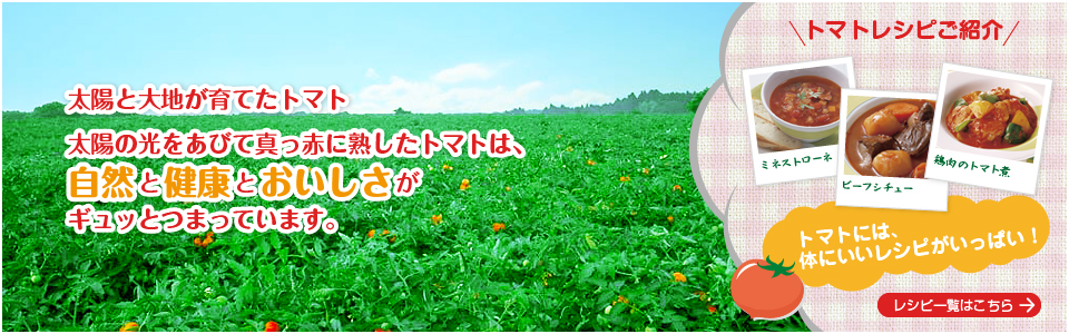 太陽と大地が育てたトマト。太陽の光をあびて真っ赤に熟したトマトは自然と健康とおいしさがギュッとつまっています。