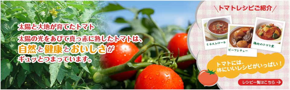 太陽と大地が育てたトマト。太陽の光をあびて真っ赤に熟したトマトは自然と健康とおいしさがギュッとつまっています。