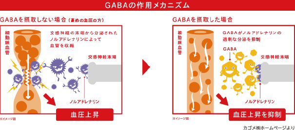 GABAの作用メカニズム